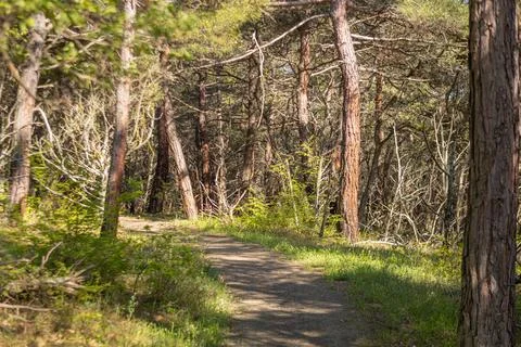 Narrow forest path leads through mixed forest Stock Photos