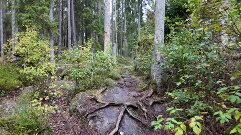 Narrow Forest Path with Moss and Ground Cover 스톡 동영상 347681772