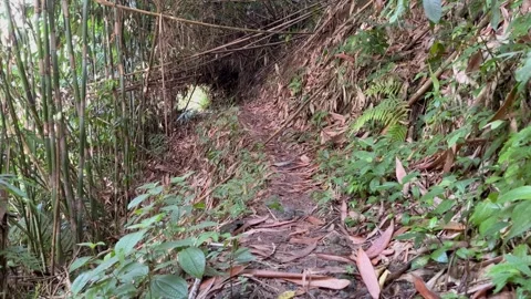 Narrow Forest Path Surrounded by Dense Bamboo and Lush Greenery Stock Footage 311141528