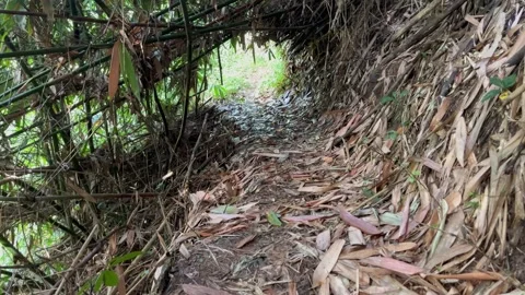 Narrow Forest Path Surrounded by Dense Bamboo and Lush Greenery Stock Footage 311141539