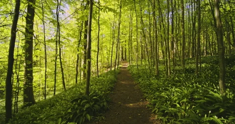 Narrow Forest Path Surrounded by Lush Green Forest Scenery Video stock 134075970