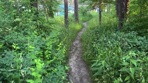 A narrow forest path through lush green vegetation Stock Footage 337434450