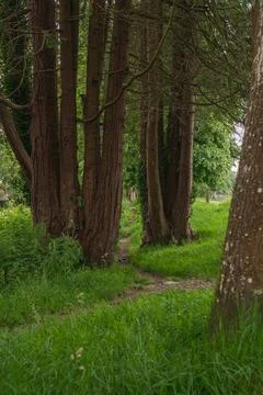 Narrow forest path winding between thick mature tree trunks and vibrant gre.. Stock-Fotos