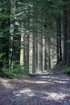 Narrow forest path winding through dense summer woodland Stock Photos