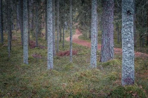A narrow forest path that winds through a dense tall pine forest covered. Foto stock