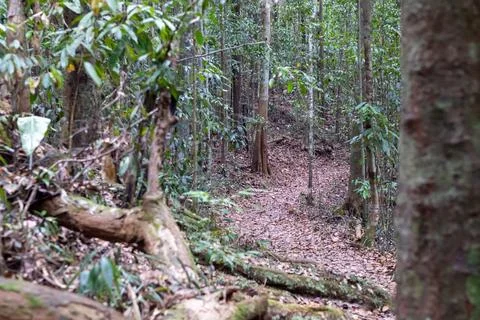 A narrow forest path winds through dense tropical trees covered with fallen.. Stockfoto's
