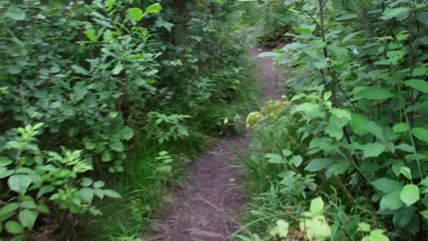 Narrow forest pathway Stock Footage 313717608