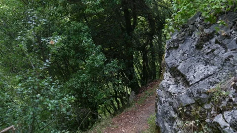 Narrow Forest Pathway Winding Through Dense Trees and Rocky Terrain 動画素材 334124501
