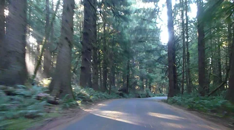 Narrow Forest Road Stock Footage 34260935