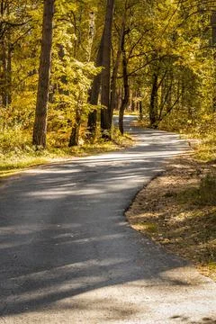 Narrow forest road Stock Photos