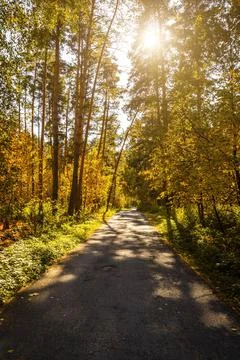Narrow forest road Stock Photos