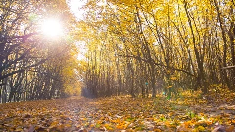 Narrow forest road under sunset. The road passing through the autumn deciduous Stock Footage 83123446