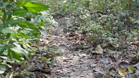 Narrow Forest Trail Vidéo 332588449