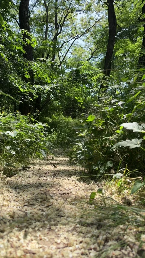 Narrow Forest Trail Framed by Dense Green Summer Foliage Stock Footage 340416630