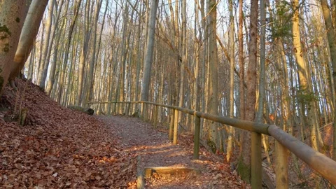 Narrow Forest Trail with Natural Steps in Bavaria During Springtime Surrounde Stock Footage 309028708