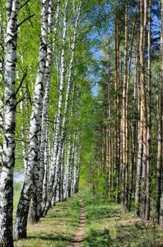 A narrow forest trail Stock Photos