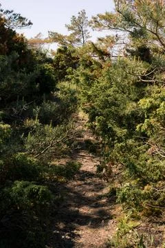 Narrow Forest Trail Through Dense Evergreen Woodland in Sunlight Foto stock