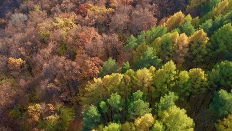 Narrow forest trails run between tall trees with thinned foliage, view from Stock Footage 163405015