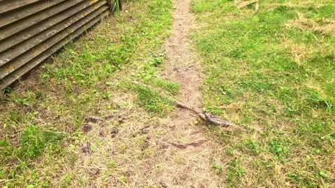 Narrow garden path between wooden fences with summer light Stock Footage 318998039