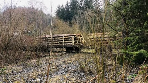 Narrow-Gauge Industrial Train Transporting Timber Logs through Forest 4K Stock Footage 335098886
