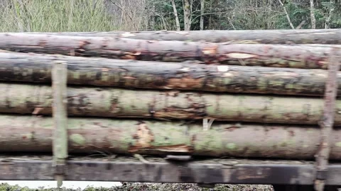 Narrow-Gauge Industrial Train Transporting Timber Logs through Forest 4K Stock Footage 335098908