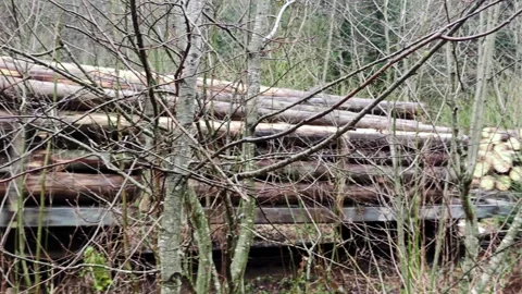 Narrow-Gauge Industrial Train Transporting Timber Logs through Forest 4K Stock Footage 335098914