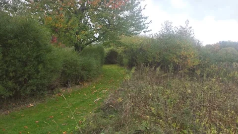 Narrow grass footpath bordered by green hedges and autumn bushes Stock Footage 347603245
