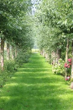 A narrow grassy area bordered with young trees Stock Photos