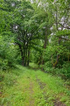 Narrow grassy forest path winding through lush green woodland vegetation 스톡 사진