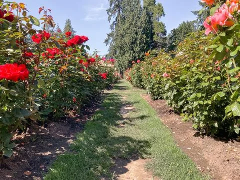 A narrow grassy path between rows of vibrant red and orange rose bushes in .. 스톡 사진