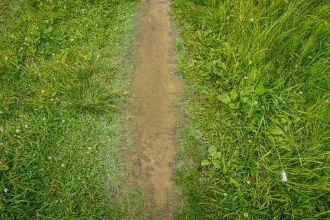 A narrow, grassy path filled with muddy rainwater. Stock Photos