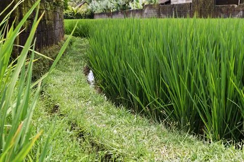 A narrow grassy path winds between vibrant green rice fields, with a small Stock Photos