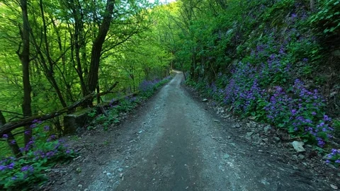 Narrow gravel path winds through lush green forest. Balkan, Eastern Europe, POV Video stock 333348029