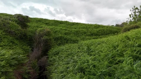 Narrow Green Ravine Between Grassy Hillsides 4K Stock Footage 337846841