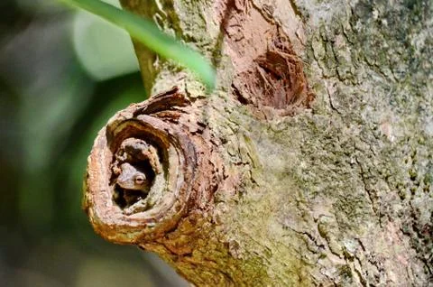 Narrow-headed Tree Frog  Stock Photos