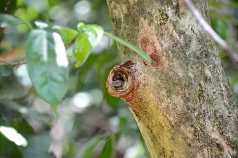 Narrow-headed Tree Frog  Stock Photos