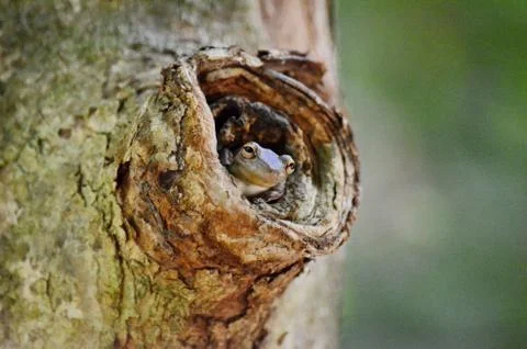 Narrow-headed Tree Frog  Stock Photos