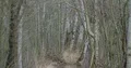 Narrow hidden sunny pathway between tree thicket in spring season zoom out 4k or 4k+ Resolution