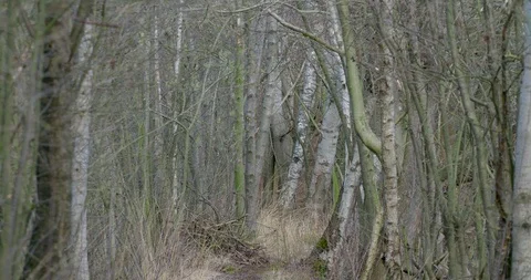 Narrow hidden sunny pathway between tree thicket in spring season zoom out Stock Footage 105587552
