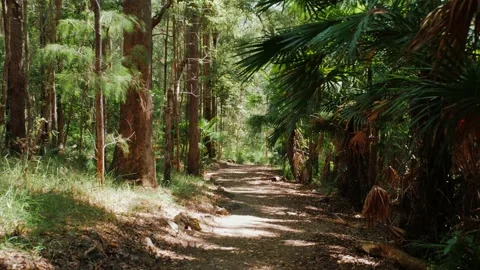 Narrow Hiking Trail and Walking Path Sunshine Coast Australia Stock Footage 152681237