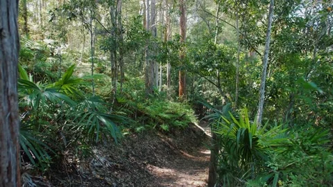 Narrow Hiking Trail and Walking Path With Fence Sunshine Coast Stock Footage 152681908