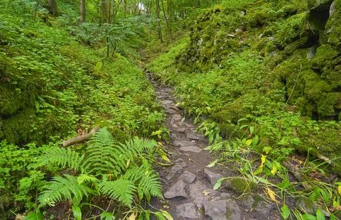 Narrow, hillside footpath through a Derbyshire woodland. 스톡 사진