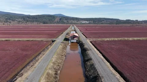 A Narrow Irrigation Canal Runs Between Rows of Deep Red Cranberry Fields in Stock Footage 333517176