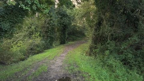 Narrow Lane Inside The Woods. Pullback Shot Stock Footage 288192407