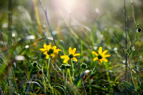 Narrow-leaf Sunflowers Foto stock