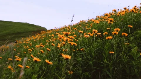 Narrow-leaved Oman 1 Video stock 135964555