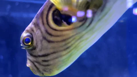 A Narrow-lined Puffer. Also known as the Striped Puffer or Manila Puffer, i.. Stock Footage 335887186
