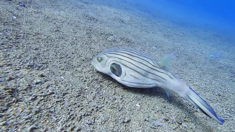 Narrow-lined Pufferfish (arothron manilensis) feeding on sandy bottom 動画素材 106987009