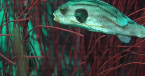 Narrow-Lined Pufferfish (Arothron manilensis) With Red Whip Coral ClipC003 Stock Footage 244130523