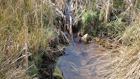 Narrow moorland stream Stock Footage 172149312